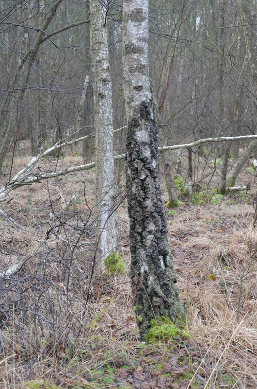 Bouleau blanc et verruqueux